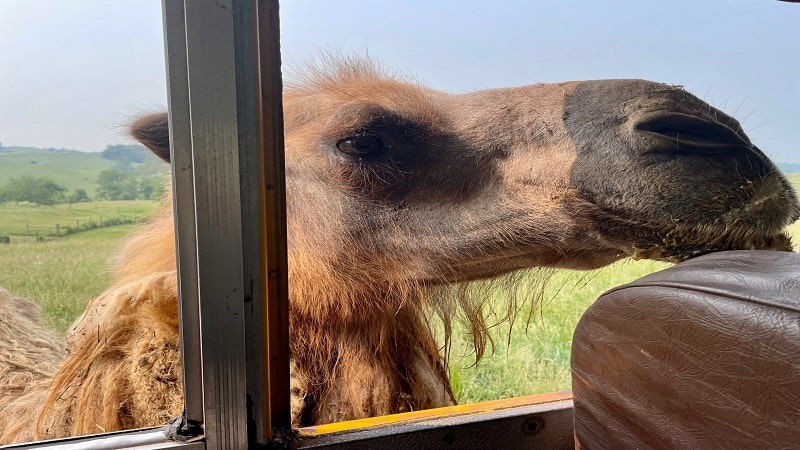 Puff the Camel at Fort Chiswell Animal Park in Wytheville, Virginia