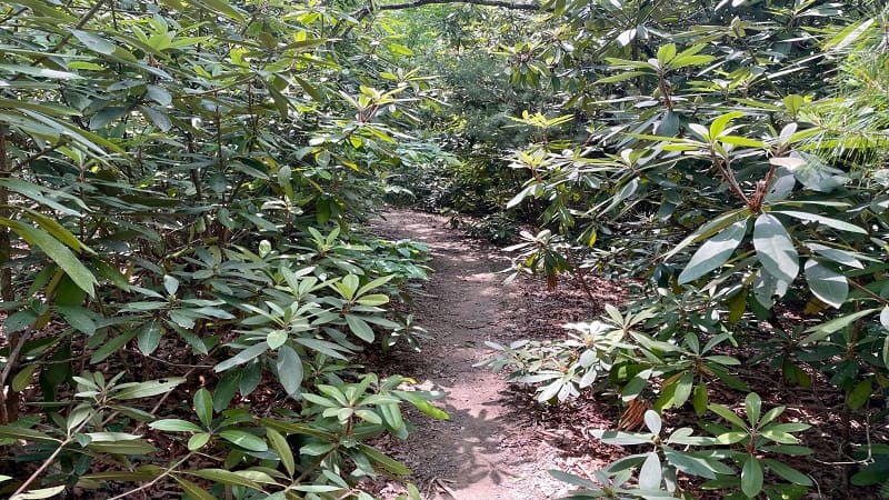 Rhododendrons at Pandapas Pond