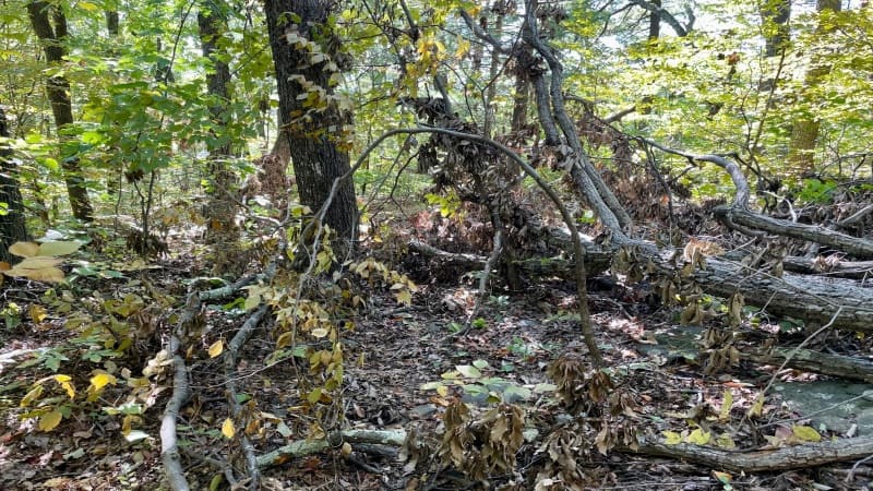 Blowdowns at Big Devils Stairs