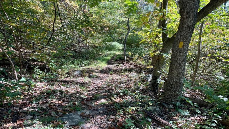 Yellow Blaze on Bluff Trail