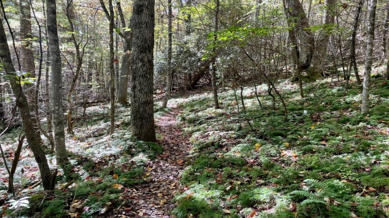 Ferns on the Hiking Trail