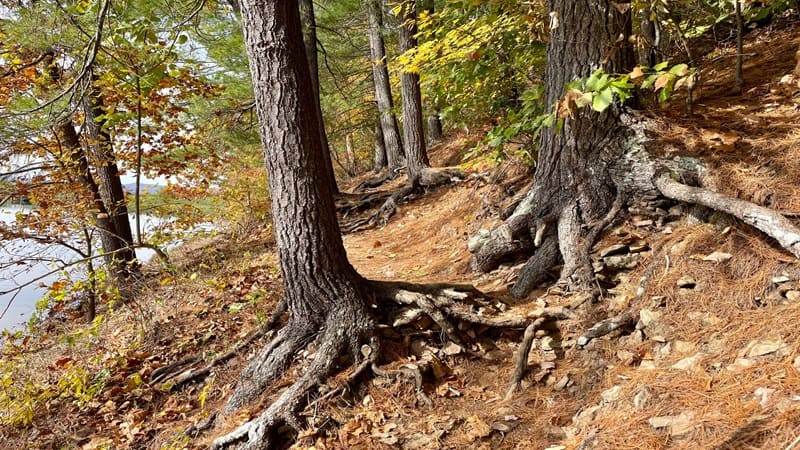 Tree Roots on Lake Arrowhead Trail