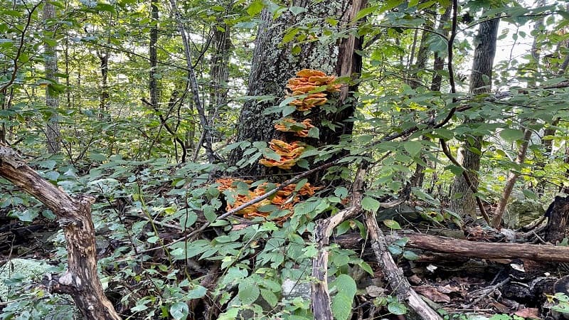 Chicken of the Woods