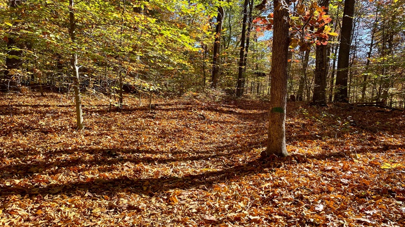 Green Blaze at James Long Park