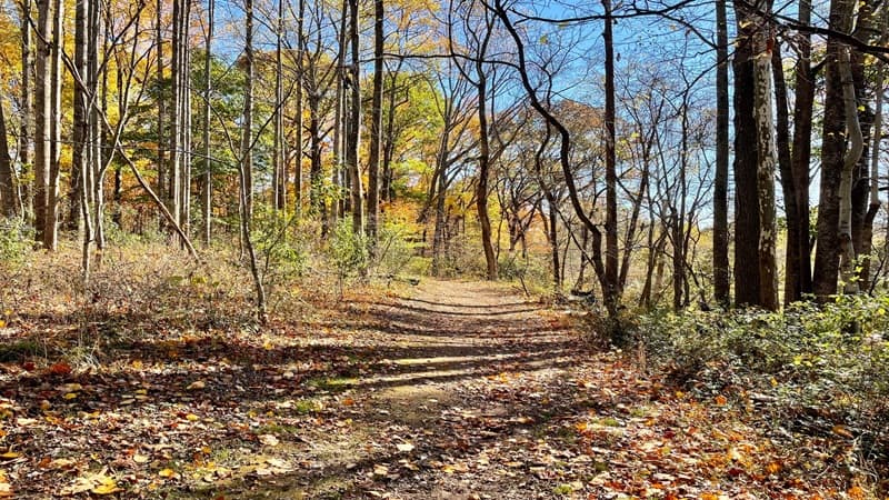 Wooded Trail at James Long Park