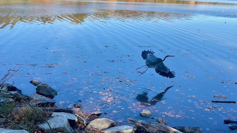 Great Blue Heron