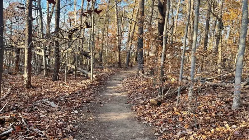 Forested North Shore Trail