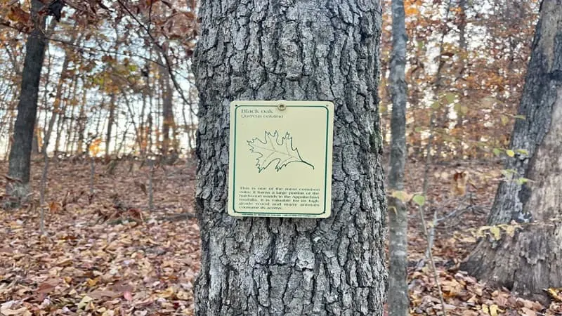 Tree Sign on North Shore Trail