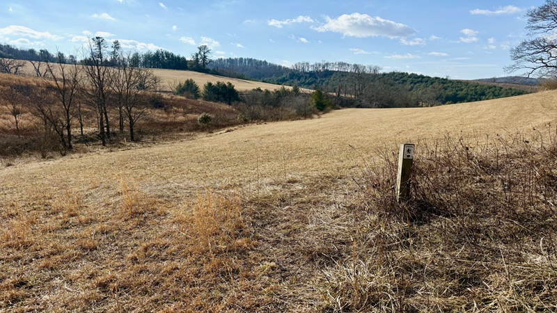 Open Meadow at Matthews State Forest