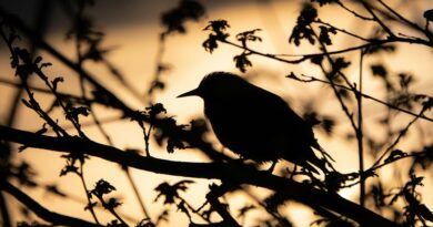 Birdwatching in Grayson County, Virginia
