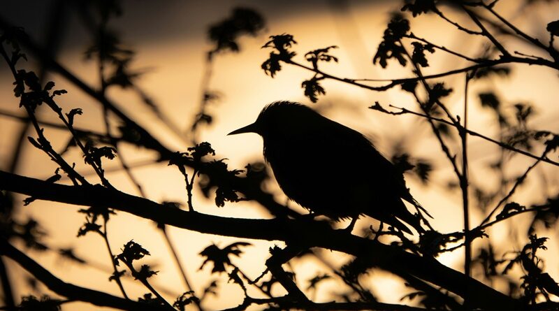 Birdwatching in Grayson County, Virginia